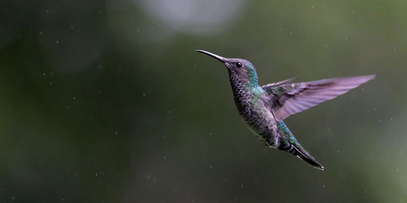 Фото колибри