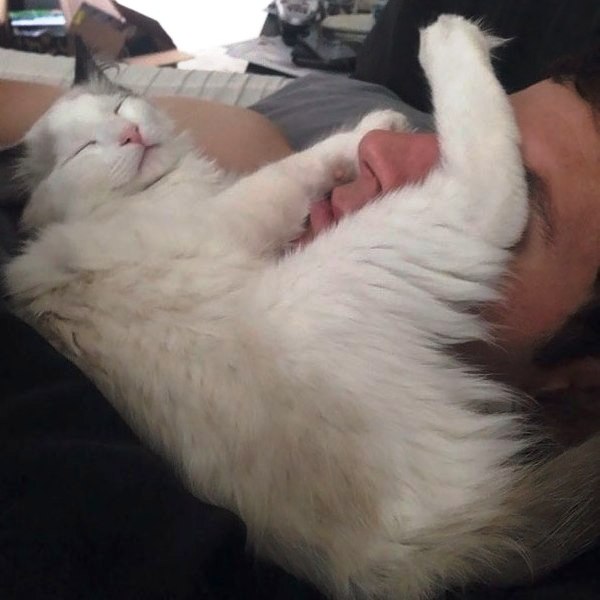 Спящие кот и человек