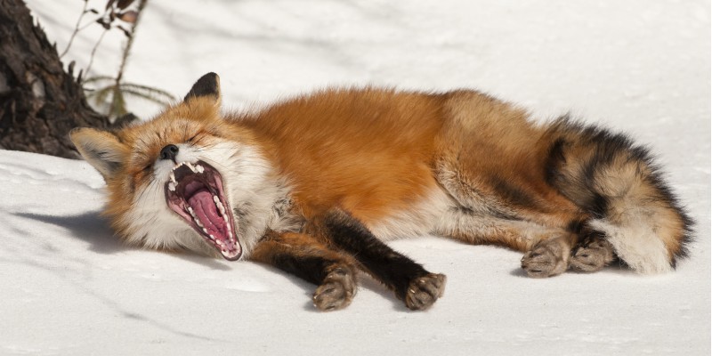 эмоции животных - пробуждение со сна лисы
