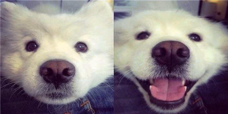 12 фото реакции собак на добрый окрик