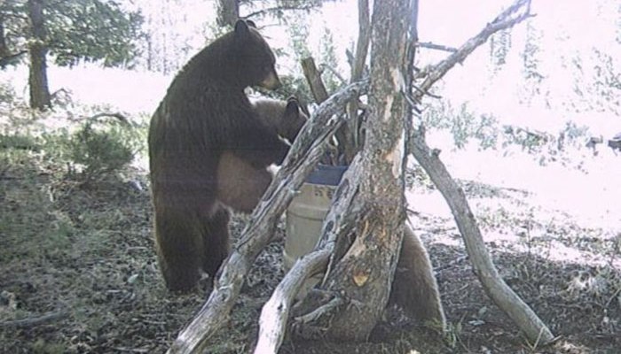 Скрытая камера сняла волка в тверском лесу на расстоянии вытянутой руки