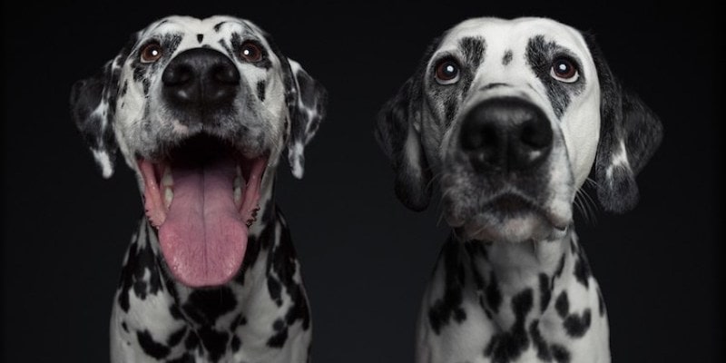 Выразительные портреты собак - фото