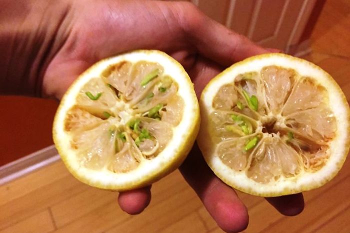 Проросший лимон