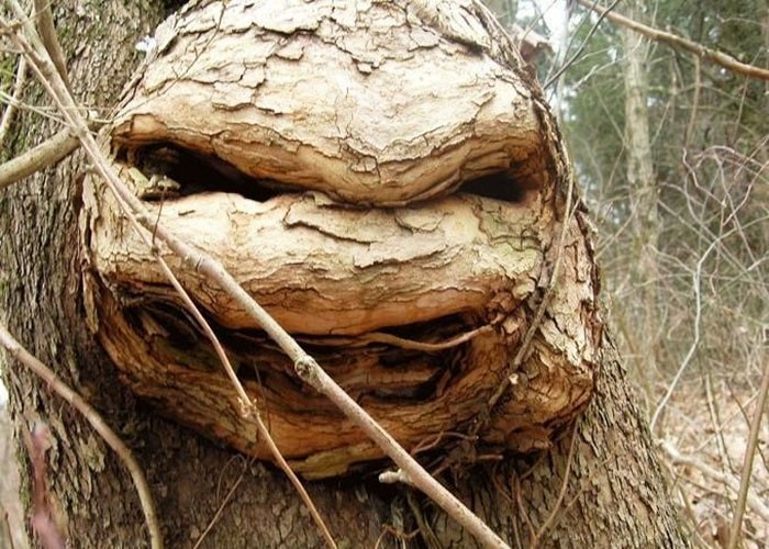 Черепашка-ниндзя из дерева из дерева