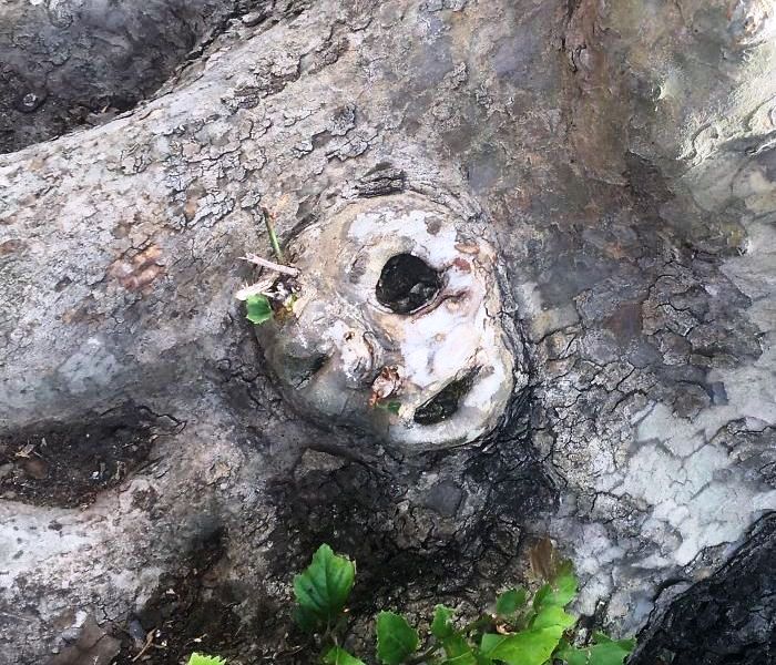 Лицо в пне из дерева