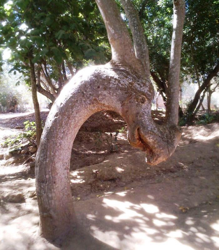 Динозаврик из дерева