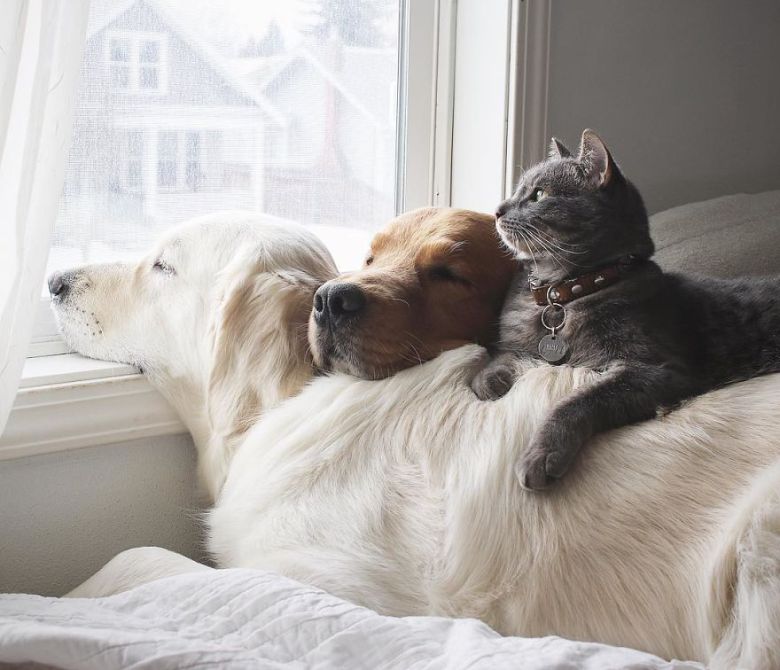 дружба котов и собак - фото