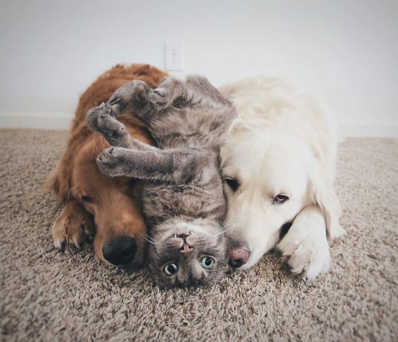 дружба котов и собак - фото