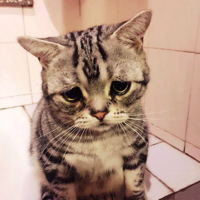 недовольный кот - фото