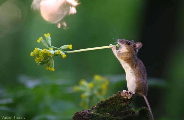 фотография лесных мышей