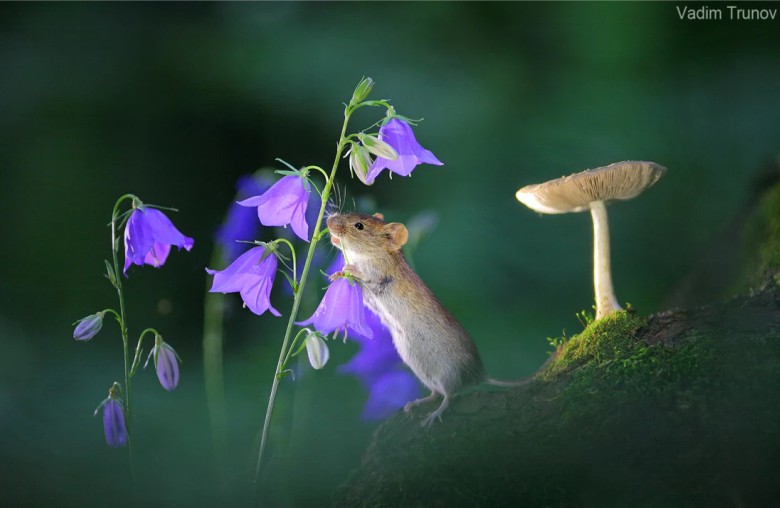 фотография лесных мышей