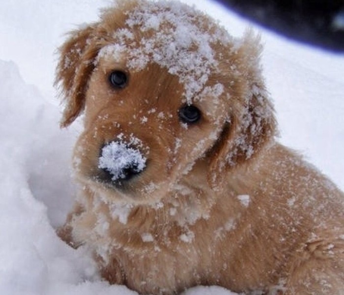 зимние фото собак в снегу
