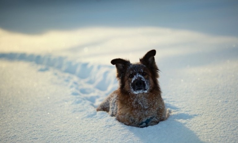 зимние фото собак в снегу